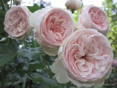 Wan 2.5 Preview video