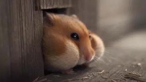 AI Video from prompt: a hamster with swollen cheeks and sad eyes tryin