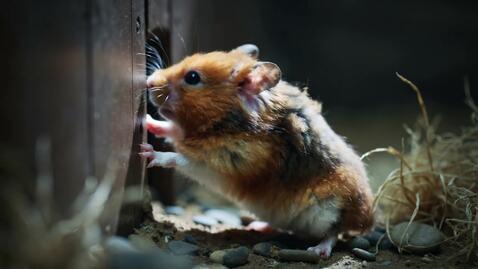 Gallery Detail: A Hamster With Swollen Cheeks And Sad Eyes Tryin
