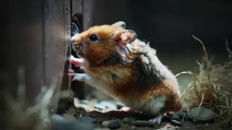 Kling 2.5 Turbo (pro) video