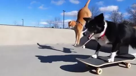 AI Video from prompt: A cat and dog skateboarding together doing trick