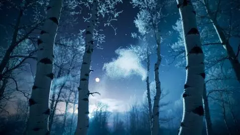 AI Video from prompt: A cinematic nightscape of a winter forest, captu
