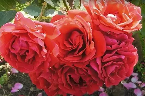 Wan 2.5 Preview video