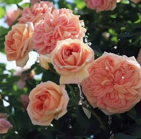 Wan 2.5 Preview video