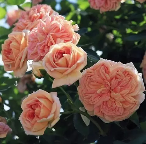 Wan 2.5 Preview video