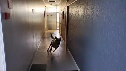 AI Video from prompt: a sheepdog runs out of the door on the side clos