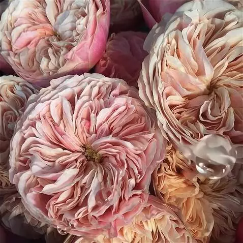 Wan 2.5 Preview video