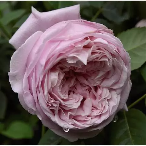 Wan 2.5 Preview video