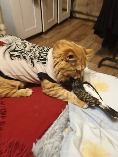 AI Video from prompt: The cat brutally tears the bird apart