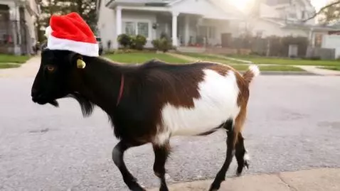 AI Video from prompt: a goat walking down the street in a Santa hat