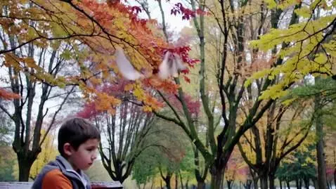 AI Video from prompt: A park in autumn. A boy sits on a bench, it's ra