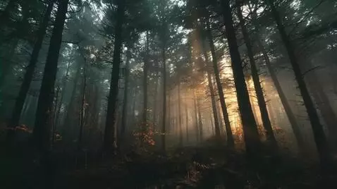 AI Video from prompt: "Cinematic tracking shot through misty Maine for