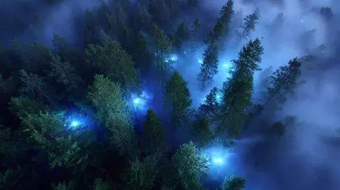 AI Video from prompt: Overhead wide shot of a misty forest at twilight