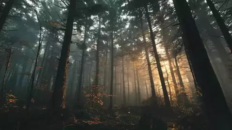 AI Video from prompt: Cinematic tracking shot through misty Maine fore