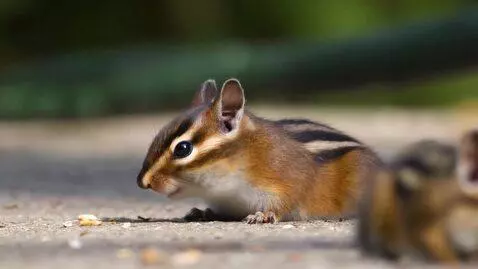 AI Video from prompt: დავითი 25 წლისაა, თავი გადაპარსული ქავს და წვერი