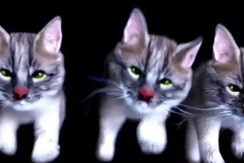 AI Video from prompt: cat loop 1992