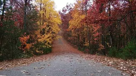 AI Video from prompt: a gentle breeze blows leaves across a road