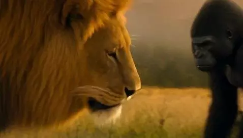 AI Video from prompt: lion vs gorilla