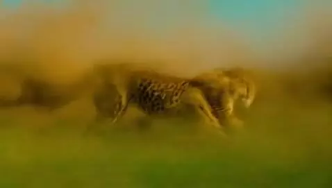 AI Video from prompt: cheetah sprinting
