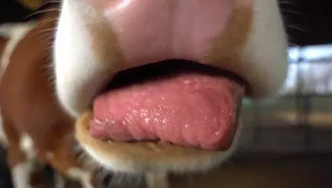 AI Video from prompt: Cow eating steak
