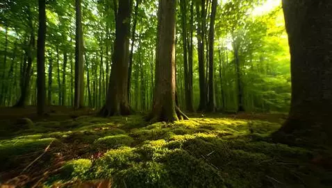 AI Video from prompt: Beutifull forest