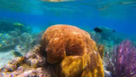 AI Video from prompt: amazing coral reef