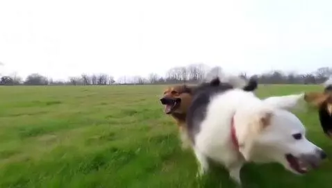 AI Video from prompt: Cute dogs running on field
