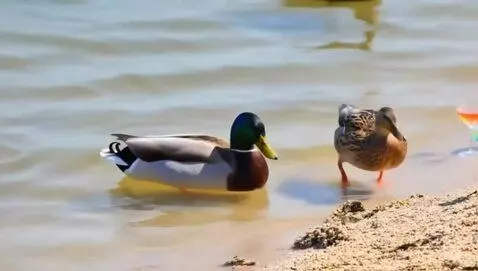 AI Video from prompt: Ducks swimming on the beach chilling with cockta