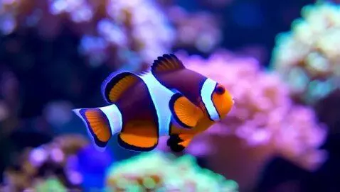 AI Video from prompt: A clown fish up close and personal