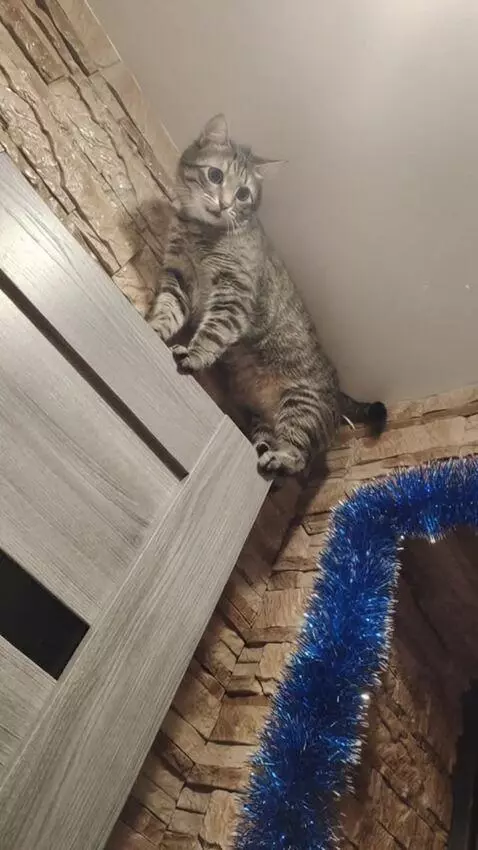 AI Video from prompt: "Close-up of a tabby domestic cat sitting very h