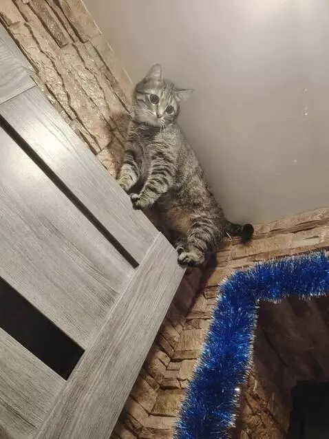 AI Video from prompt: "Close-up of a tabby domestic cat sitting very h