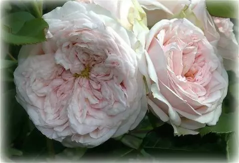 Wan 2.5 Preview video