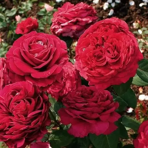 Wan 2.5 Preview video