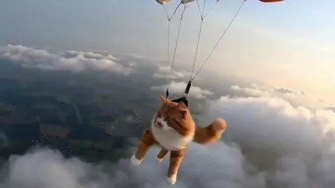 AI Video from prompt: Video and plane throw a cat in a parachute the c