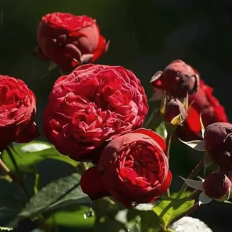 Wan 2.5 Preview video