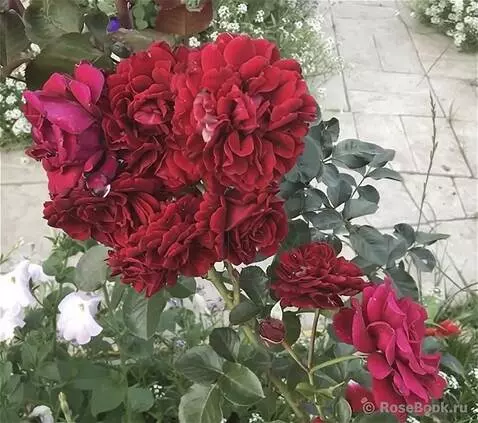 Wan 2.5 Preview video