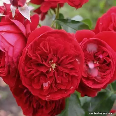 Wan 2.5 Preview video