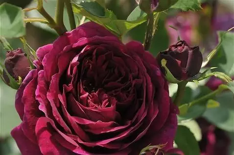 Wan 2.5 Preview video