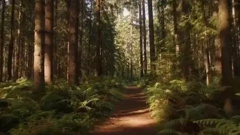 AI Video from prompt: I am walking through a pretty forest. For 2 minu