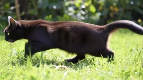 AI Video from prompt: a cat running