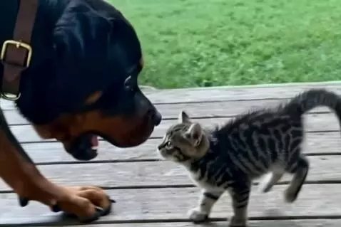 AI Video from prompt: A photorealistic 4k video of a tiny tabby kitten