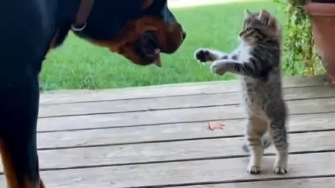 AI Video from prompt: A photorealistic 4k video of a tiny tabby kitten