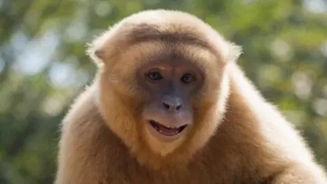 AI Video from prompt: A video of monkey saying that I am monkey 804 an