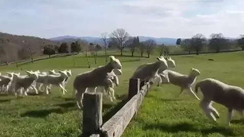 AI Video from prompt: 100 Lambs jump over a fence