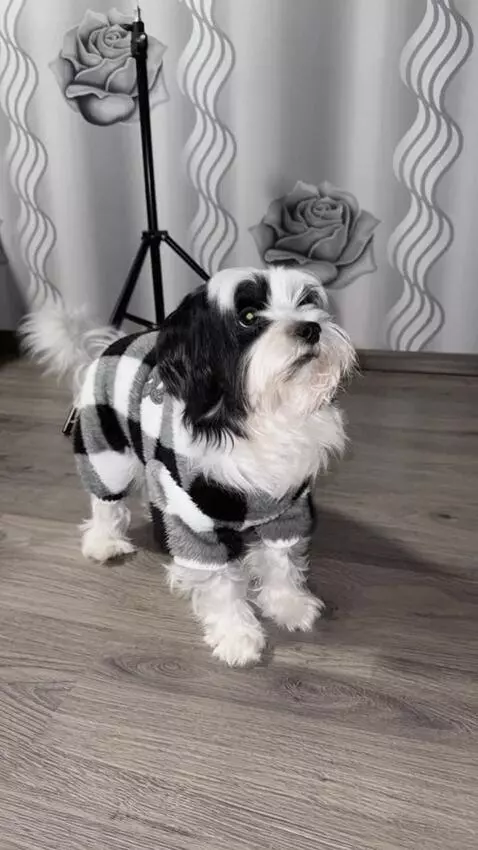 AI Video from prompt: A dog sitting at a table drinking tea like a hum