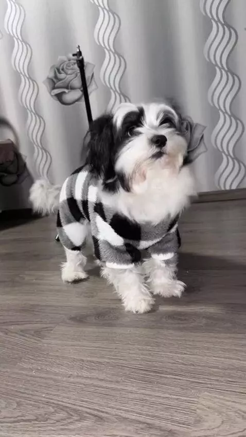 AI Video from prompt: A dog on a rooftop with wind blowing its ears, e