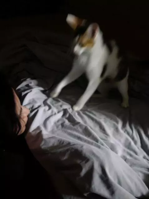 AI Video from prompt: So that this cat gets up and dances a lezginka