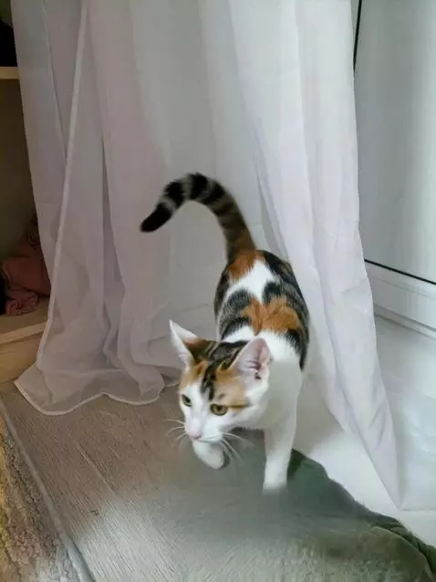 AI Video from prompt: To make the cat dance