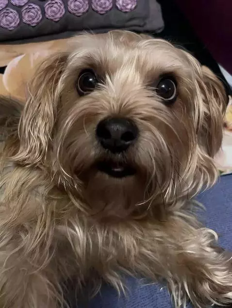 AI Video from prompt: the mouth should open and speak, the look should