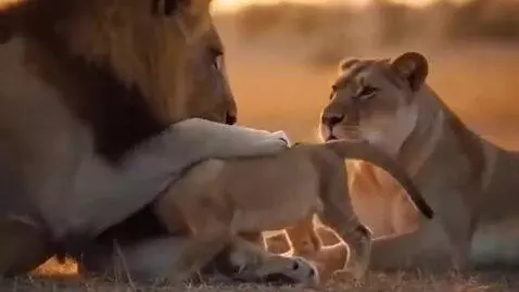 AI Video from prompt: Ultra-realistic 9:16 wildlife scene: male lion, 